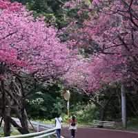 모토부초의 벚꽃_2