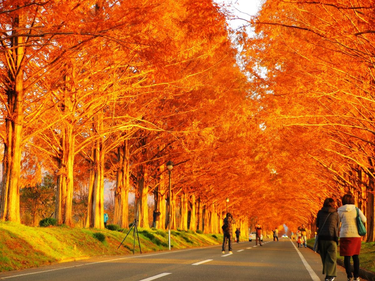 【ฤดูใบไม้ร่วง】ถนนต้นเมตาเซโคเอีย