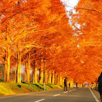 【ฤดูใบไม้ร่วง】ถนนต้นเมตาเซโคเอีย