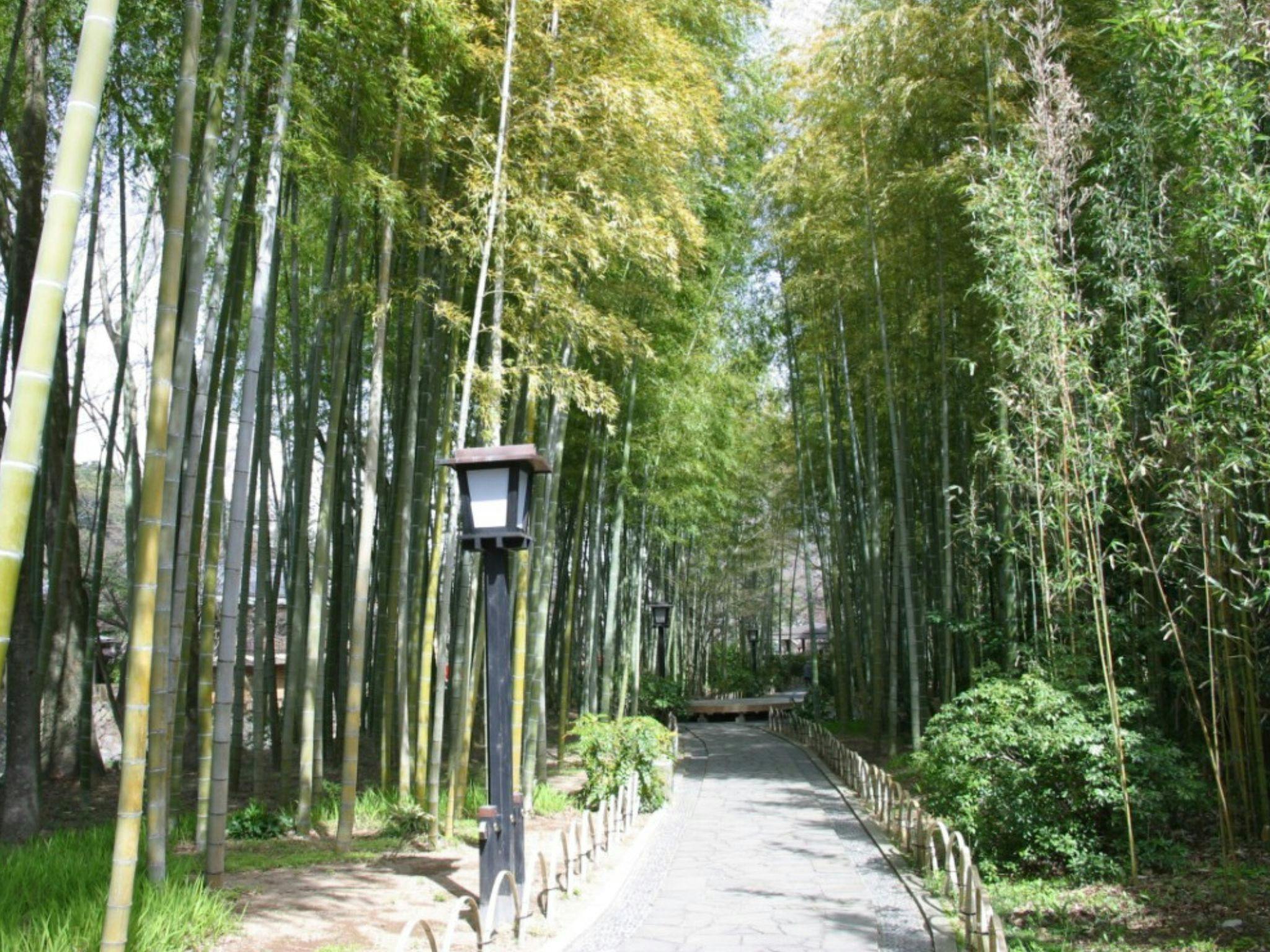 เส้นทางป่าไผ่