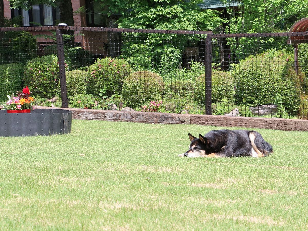 #ลานวิ่งเล่นสำหรับสุนัข