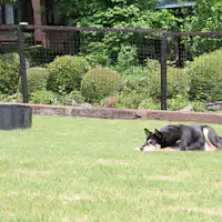 #ลานวิ่งเล่นสำหรับสุนัข