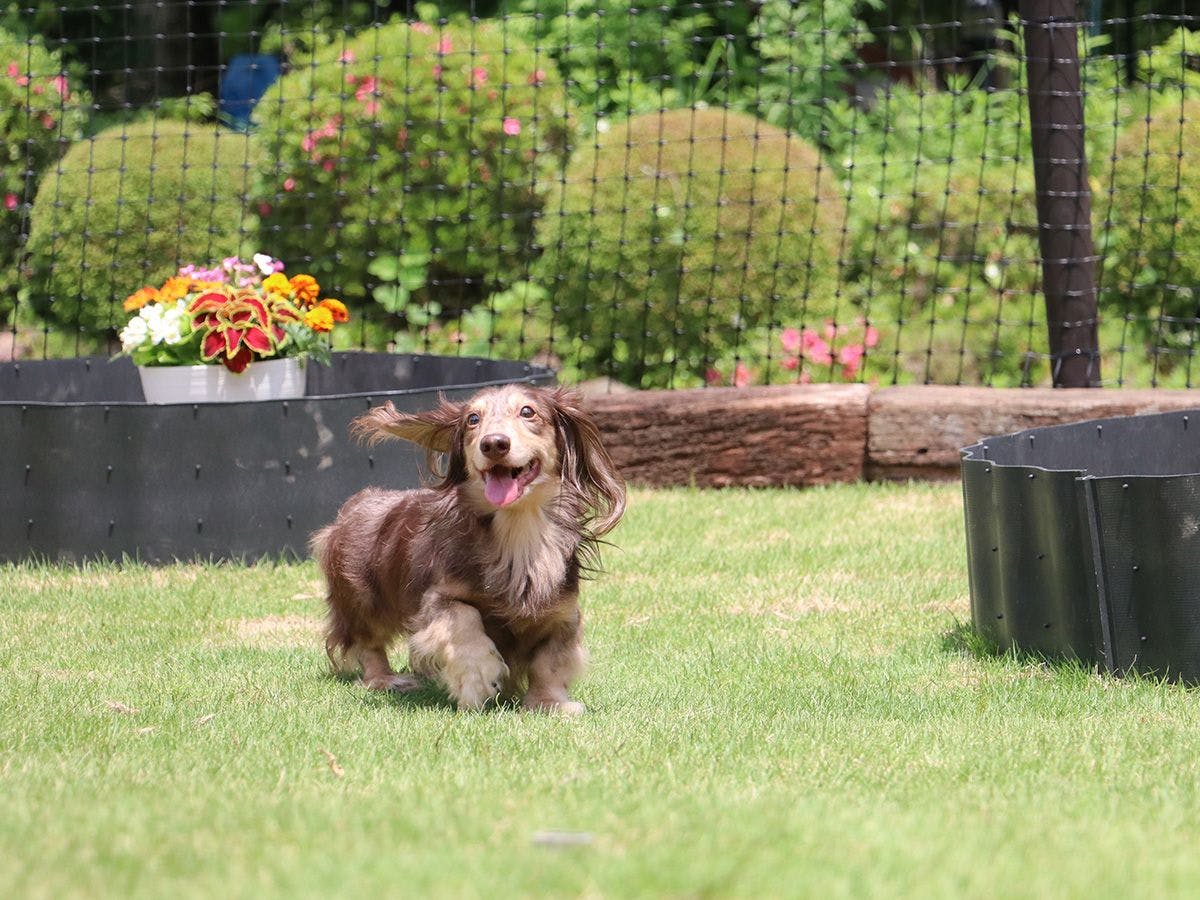 Dog-Friendly Accommodation Kunel in Nasu