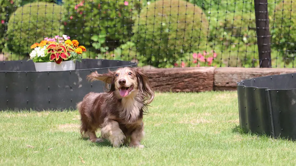 Dog-Friendly Accommodation Kunel in Nasu