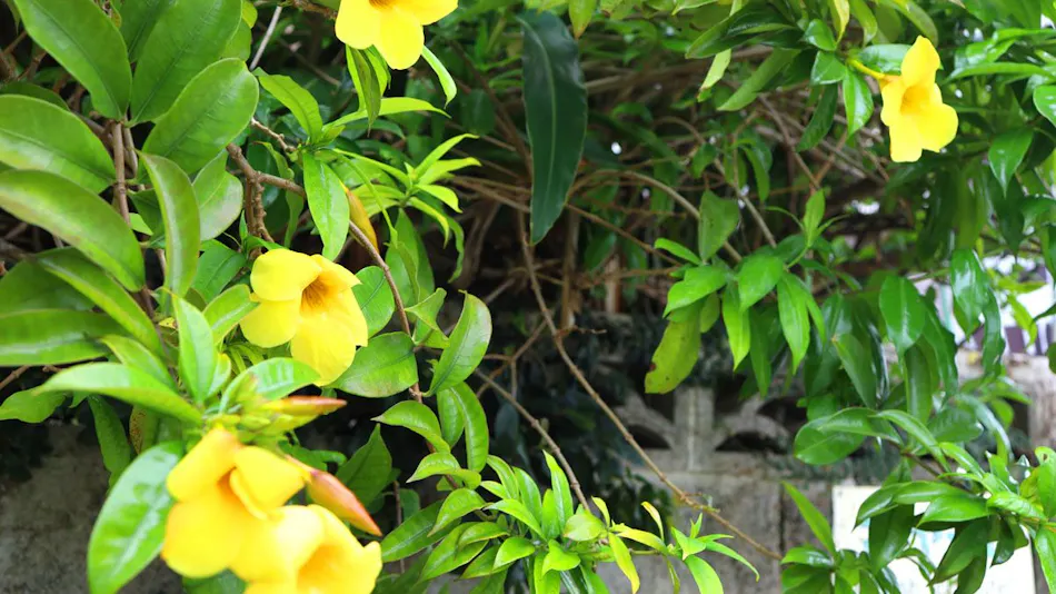 Entrance to Okinawa Experience - Traditional Accommodation Goya-so