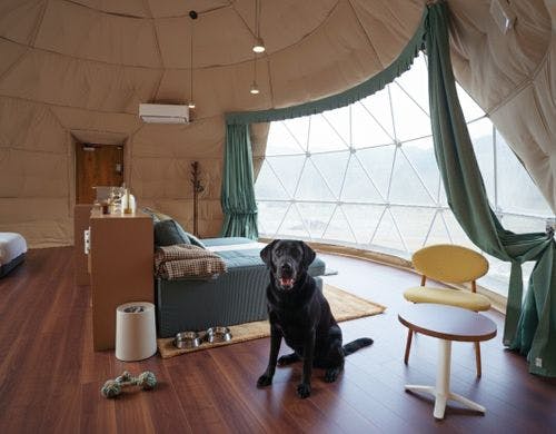 わんちゃんと宿泊できます！