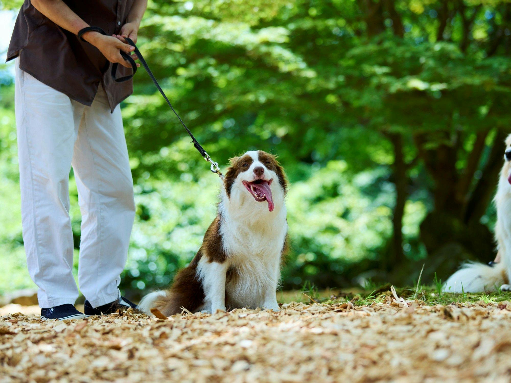 Traditional Japanese Retreat with Your Beloved Dog - Akagi Mountain - Natsukashi