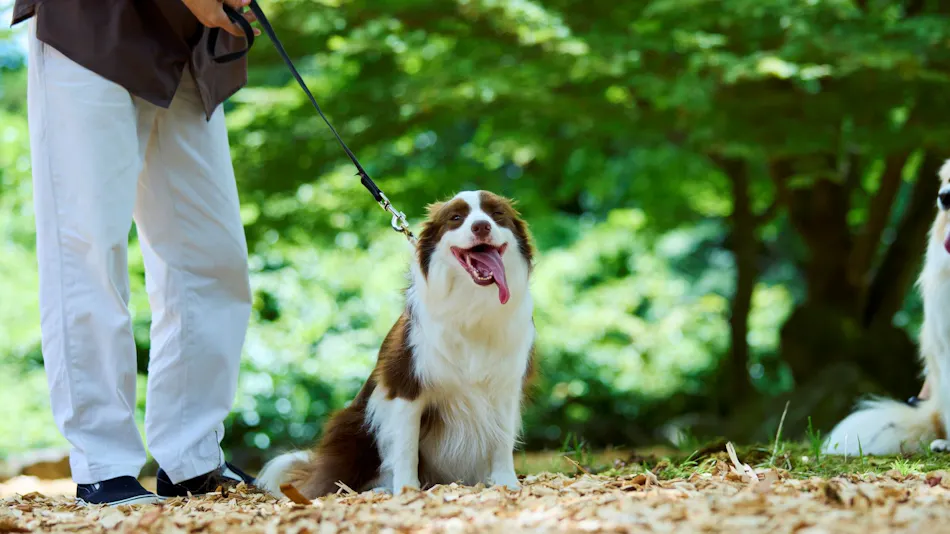 Traditional Japanese Retreat with Your Beloved Dog - Akagi Mountain - Natsukashi