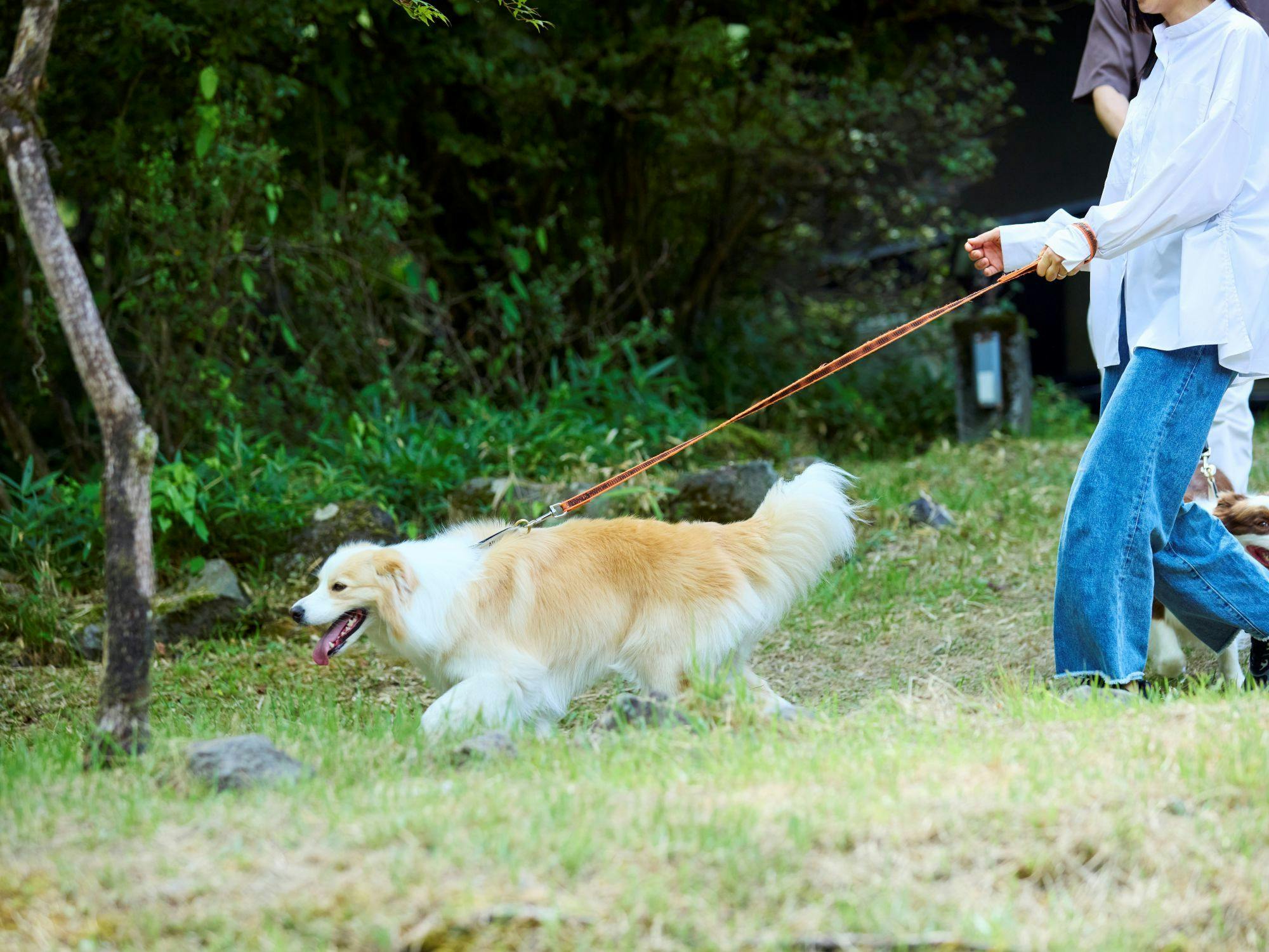 Traditional Japanese Retreat with Your Beloved Dog - Akagi Mountain - Natsukashi