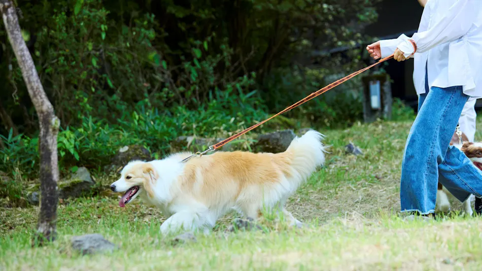 Traditional Japanese Retreat with Your Beloved Dog - Akagi Mountain - Natsukashi