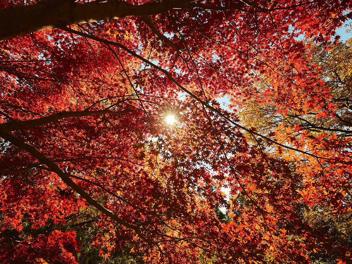 Traditional Japanese Retreat with Your Beloved Dog - Akagi Mountain - Natsukashi
