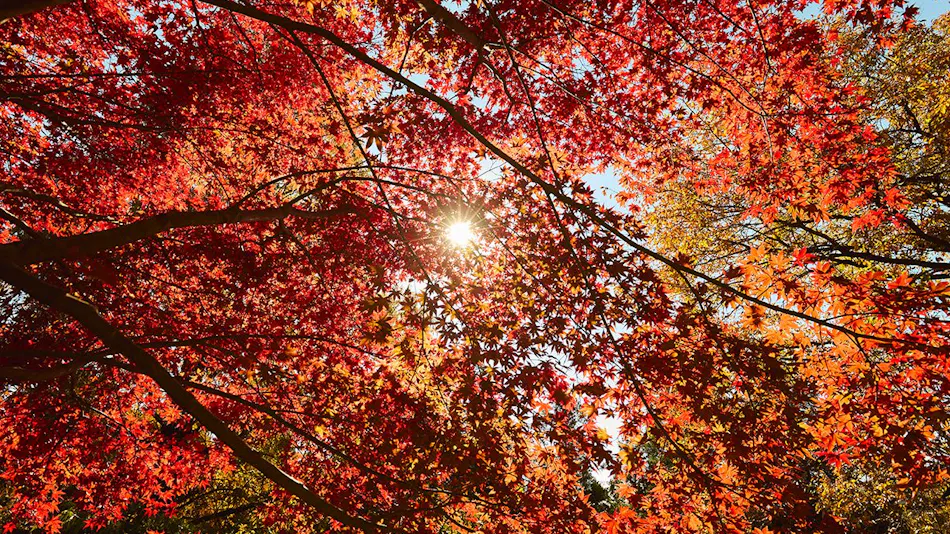 Traditional Japanese Retreat with Your Beloved Dog - Akagi Mountain - Natsukashi