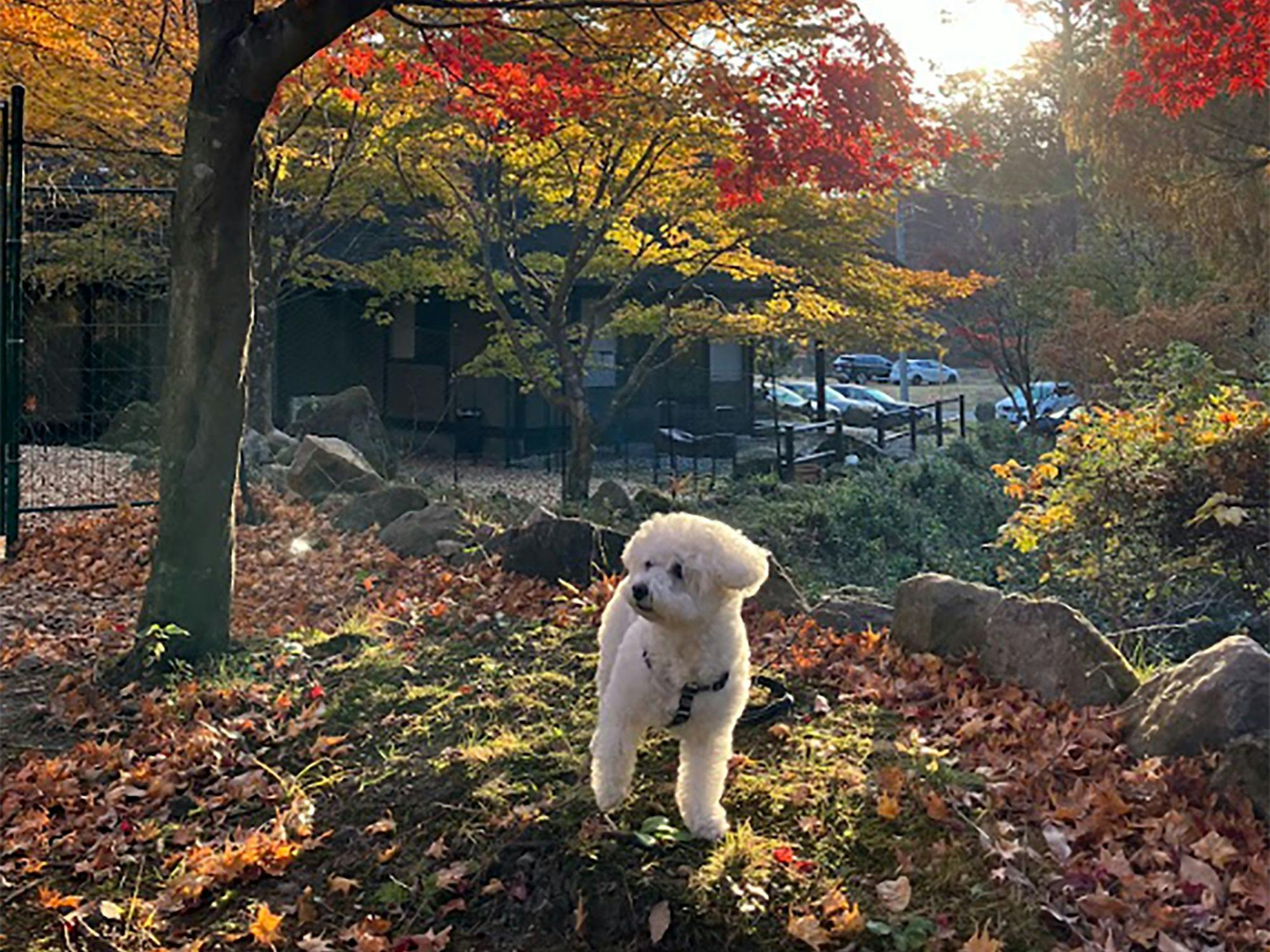 Traditional Japanese Retreat with Your Beloved Dog - Akagi Mountain - Natsukashi