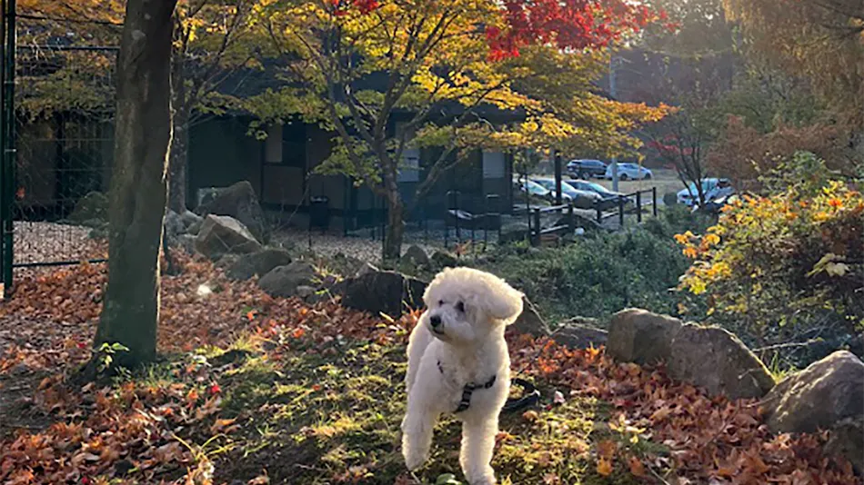 Traditional Japanese Retreat with Your Beloved Dog - Akagi Mountain - Natsukashi