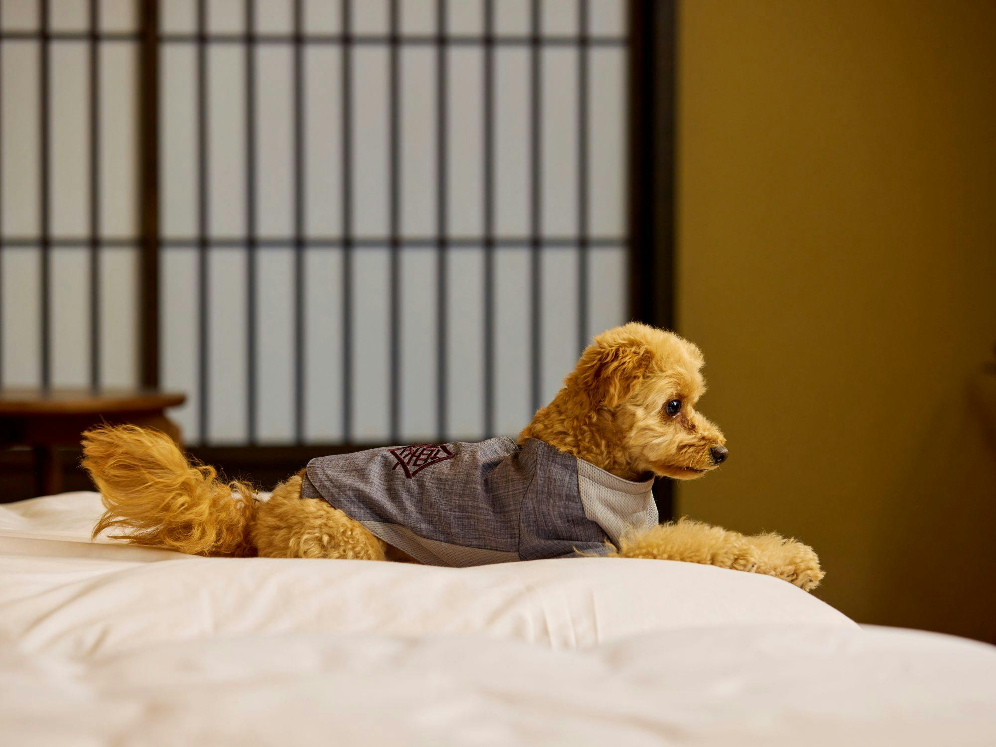 Traditional Japanese Retreat with Your Beloved Dog - Akagi Mountain - Natsukashi