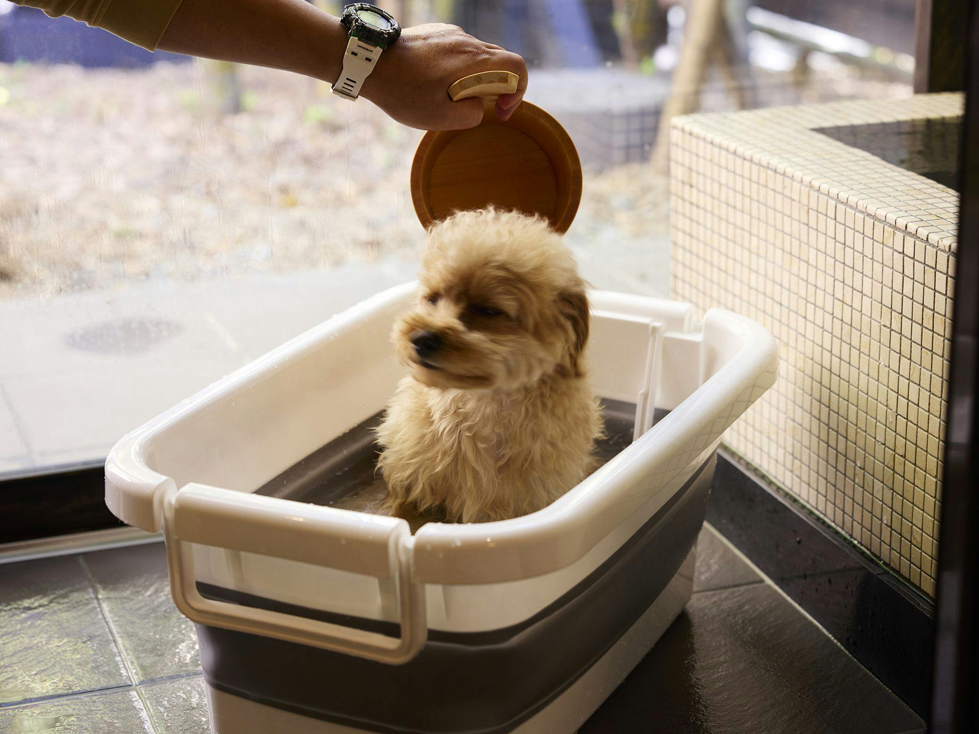 Traditional Japanese Retreat with Your Beloved Dog - Akagi Mountain - Natsukashi