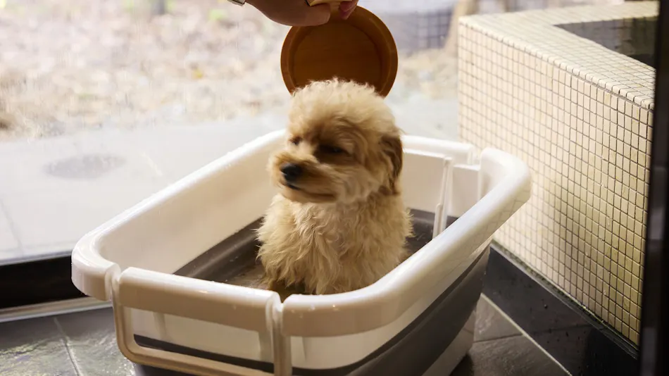 Traditional Japanese Retreat with Your Beloved Dog - Akagi Mountain - Natsukashi