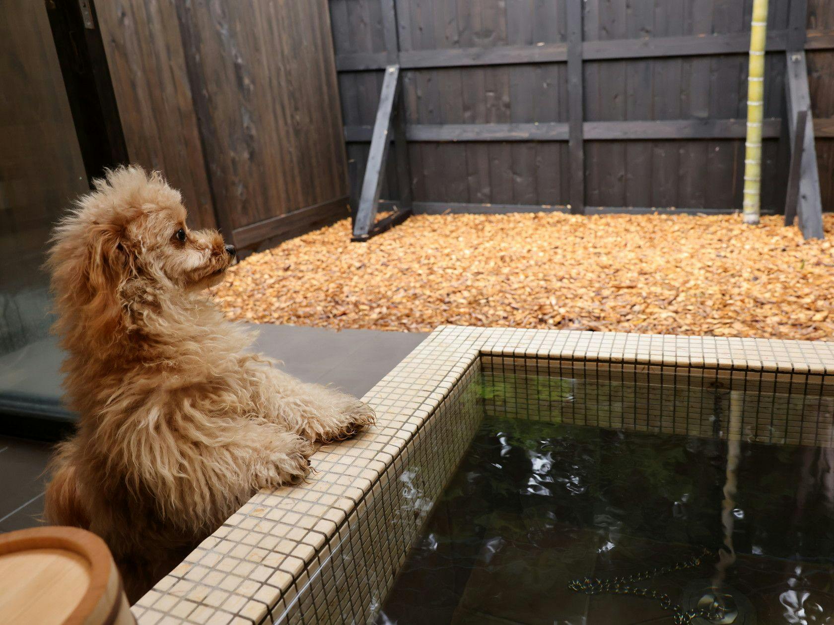 Traditional Japanese Retreat with Your Beloved Dog - Akagi Mountain - Natsukashi