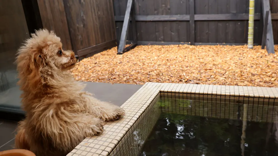 Traditional Japanese Retreat with Your Beloved Dog - Akagi Mountain - Natsukashi