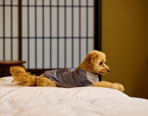 マナーパンツ着用でベッド利用も可能です