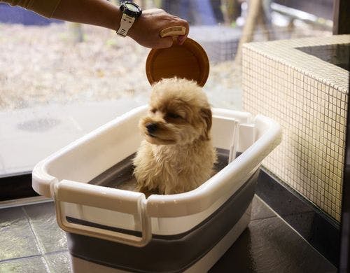 愛犬簡易バス※デラックス