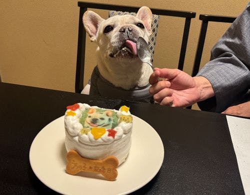わんちゃんも人も楽しめるケーキ
