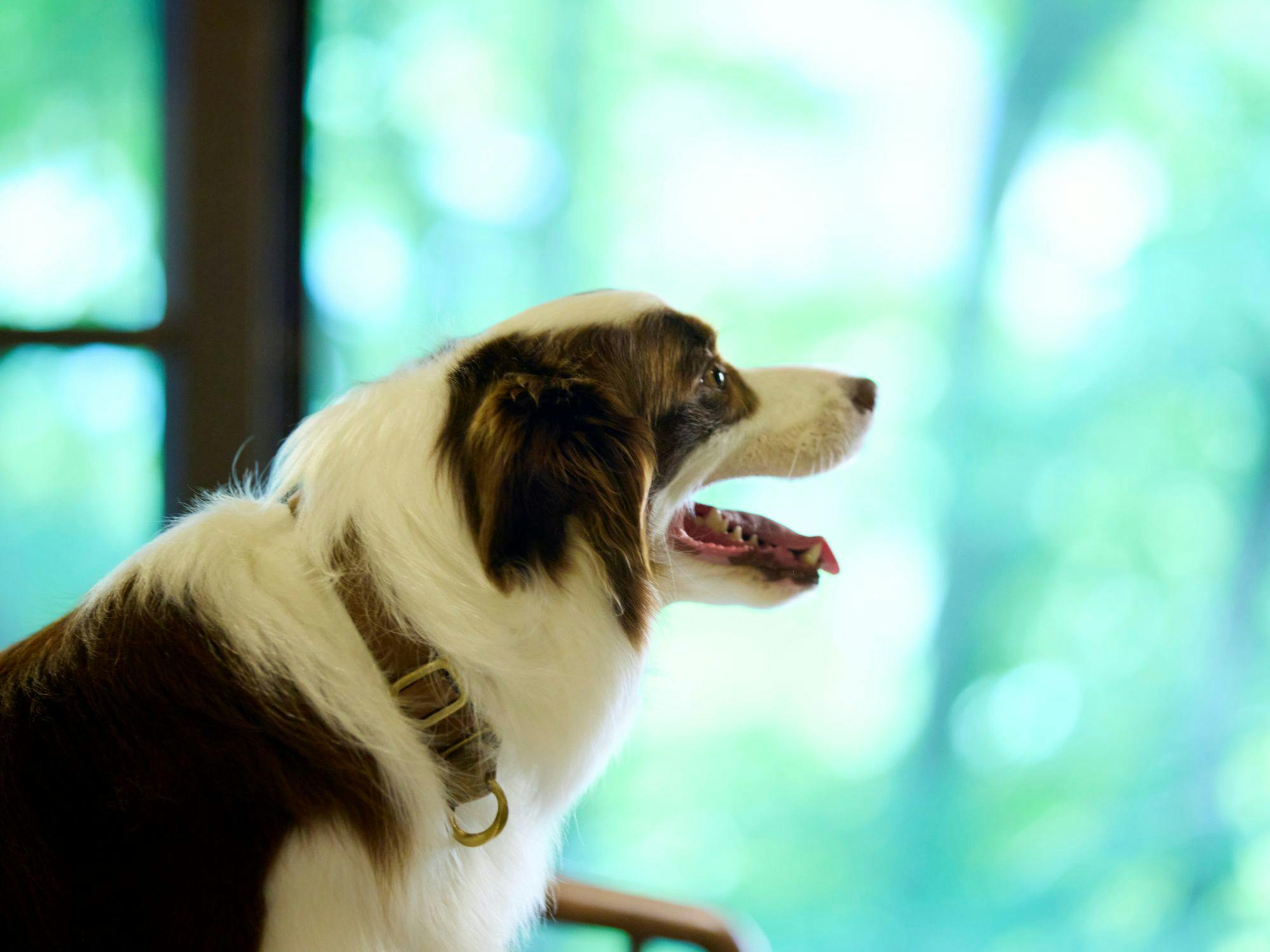 Traditional Japanese Retreat with Your Beloved Dog - Akagi Mountain - Natsukashi