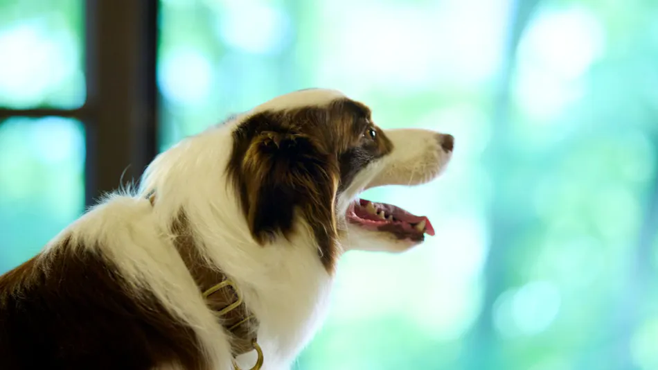 Traditional Japanese Retreat with Your Beloved Dog - Akagi Mountain - Natsukashi