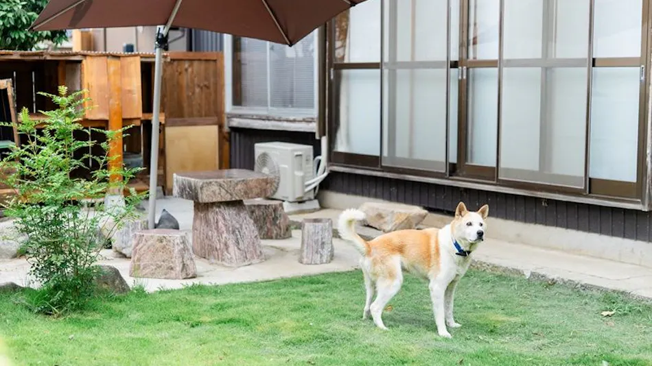 Guesthouse Kimama