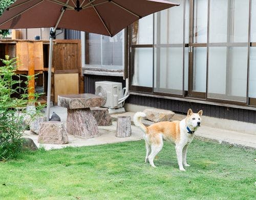 本館庭　ペット