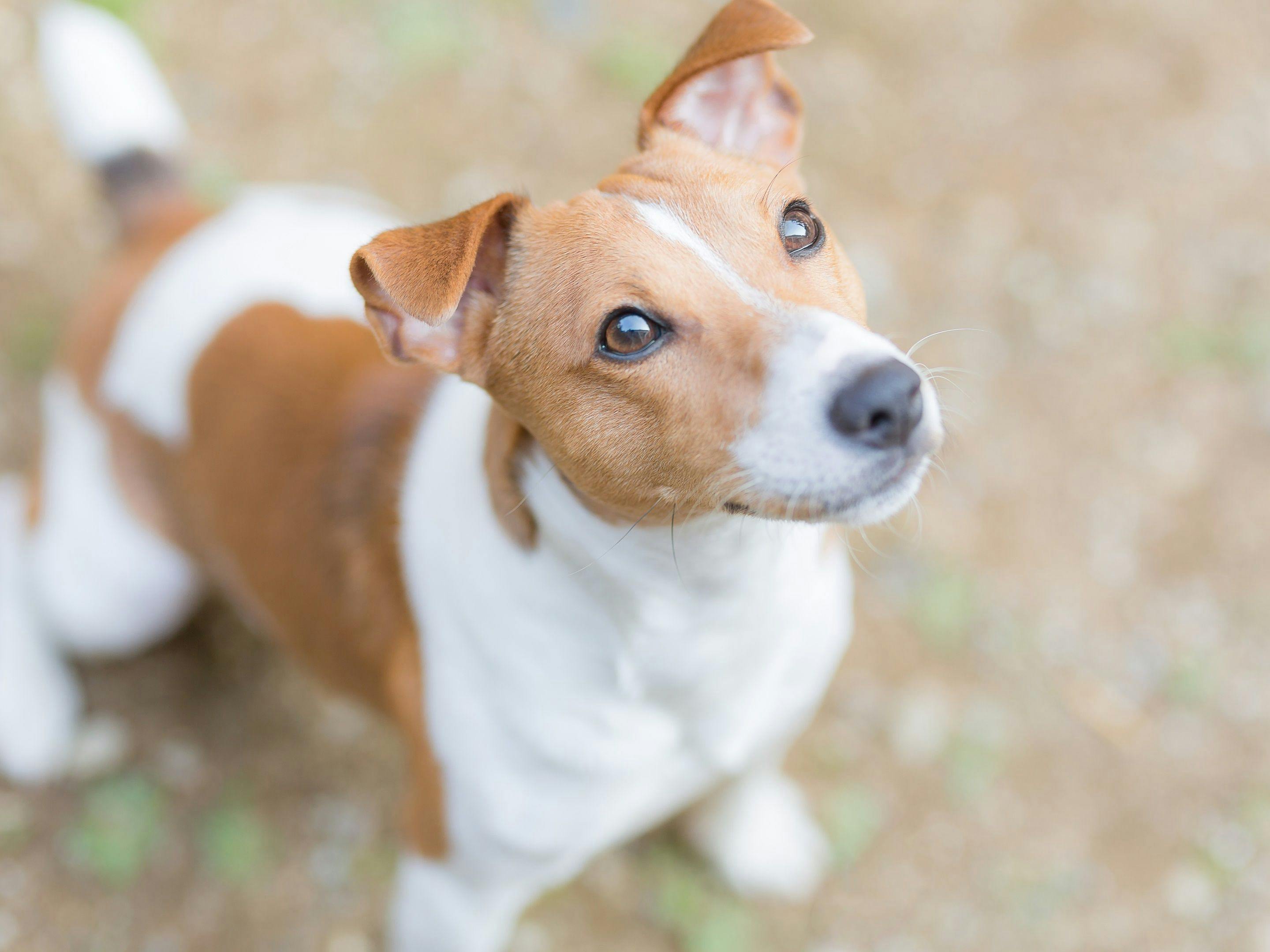 *เข้าพักพร้อมกับน้องหมา