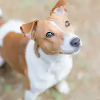 *เข้าพักพร้อมกับน้องหมา