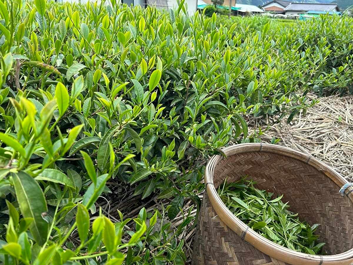 Farm Stay Taoyuu