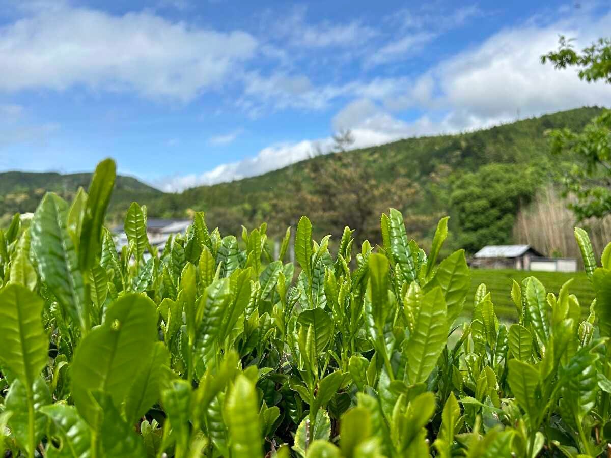 Farm Stay Taoyuu