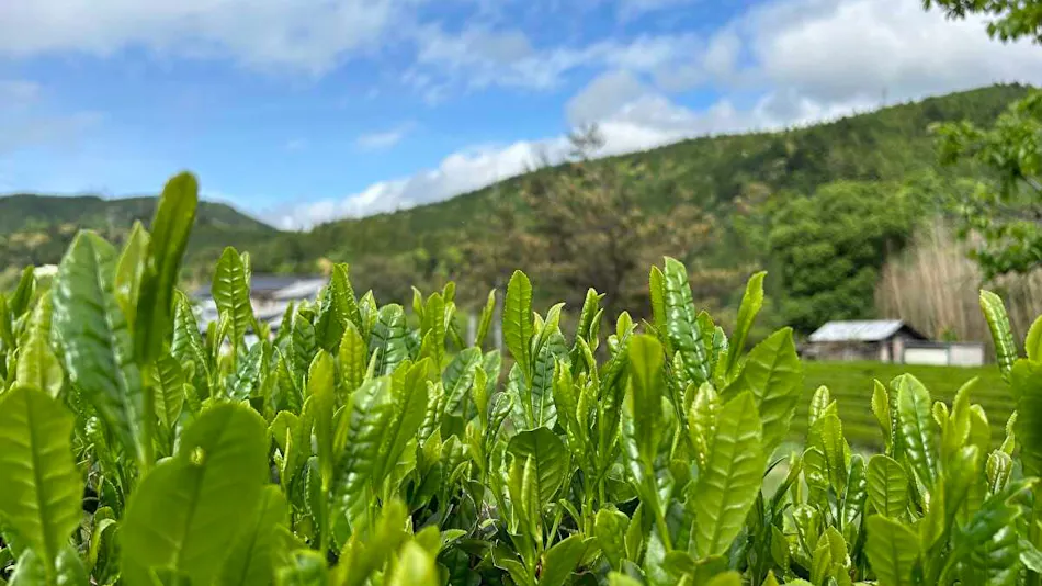 Farm Stay Taoyuu