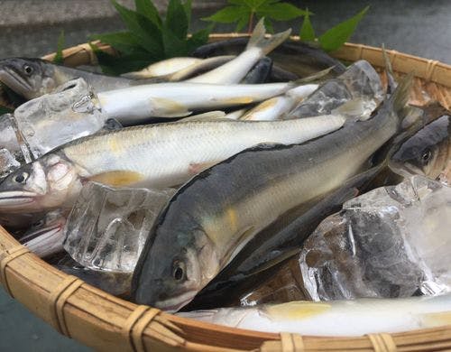 熊野川の天然鮎