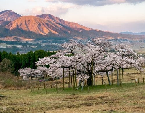 【観音桜】