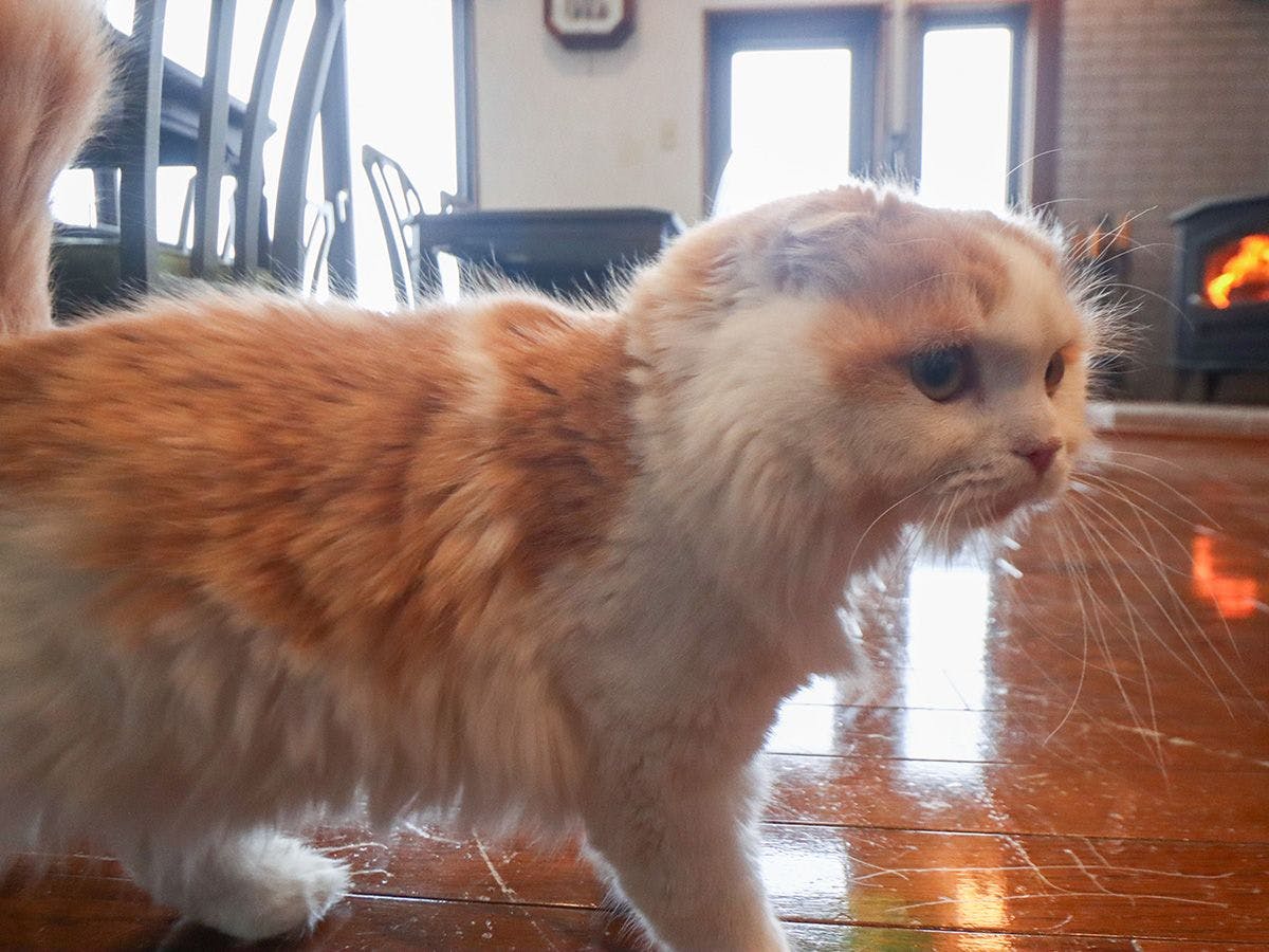 ยินดีต้อนรับน้องแมวด้วยเช่นกัน~