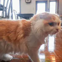 ยินดีต้อนรับน้องแมวด้วยเช่นกัน~