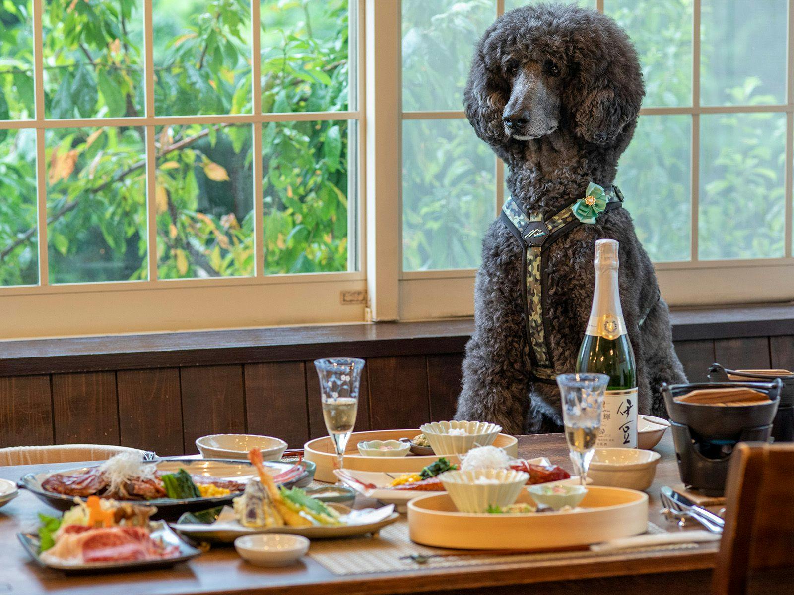 Quill – An Accommodation Where You Can Stay with Your Pet –