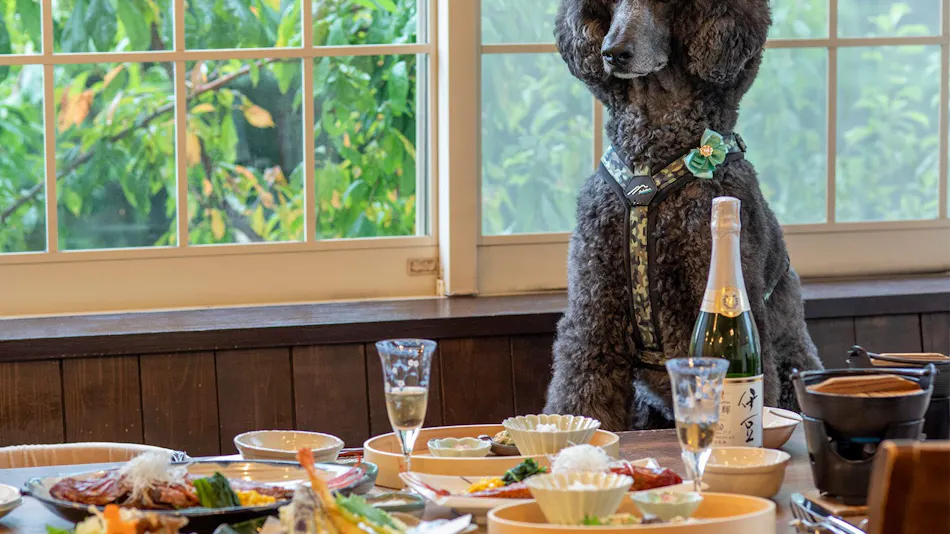 Quill – An Accommodation Where You Can Stay with Your Pet –