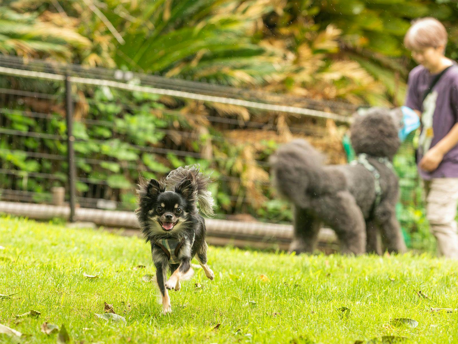 Quill – An Accommodation Where You Can Stay with Your Pet –