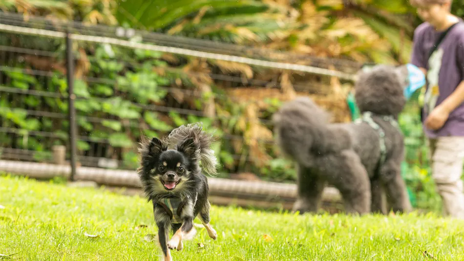 Quill – An Accommodation Where You Can Stay with Your Pet –