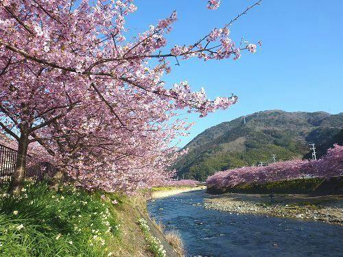 河津桜まつり