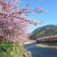 河津桜まつり