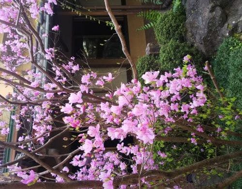 桜の開花の後、春らしい華やかな山つつじ