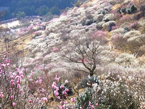 シーズン中の湯河原梅林