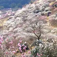 シーズン中の湯河原梅林