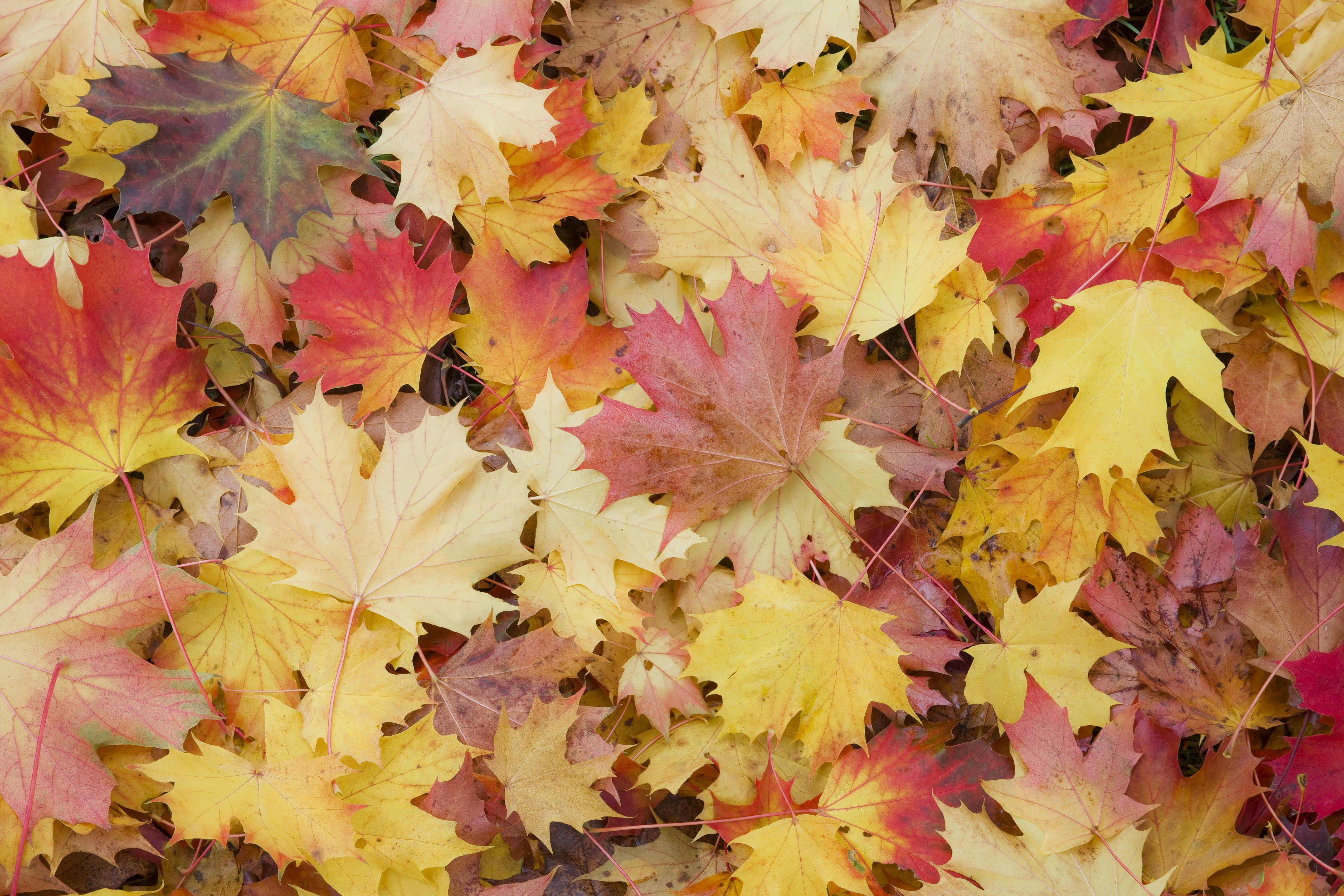 【AUTUMN SALE！】今すぐのご予約でお得に宿泊（素泊まり）
