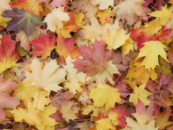 【AUTUMN SALE!】今すぐのご予約でお得に宿泊(素泊まり)